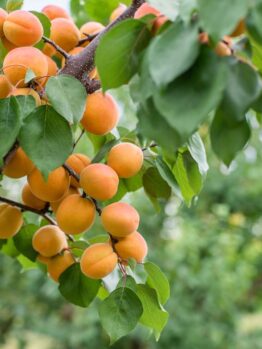 Prunus 'Storey' Apricot