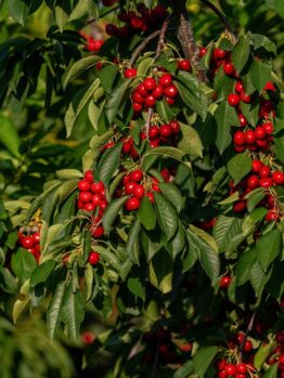 Prunus 'Simone' Cherry