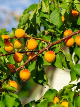 A branch of Prunus 'Trevatt' Apricot Dwarf (Bare Rooted) shows clusters of ripe yellow-orange apricots among green leaves, glowing in the bright sunlight.