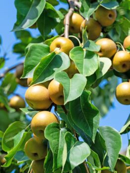 Pyrus 'Nashi Nijisseiki' Pear