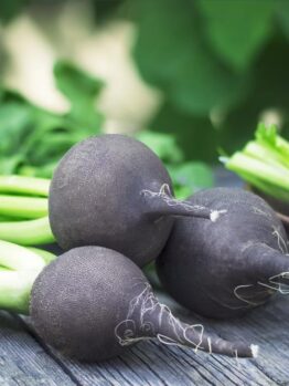 Radish 'Spanish Black' 4" Pot