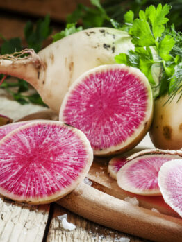 Radish 'Watermelon' 4" Pot