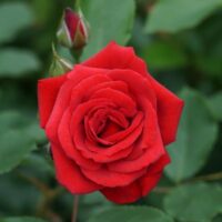 Rose 'Courage™' 2ft Standard