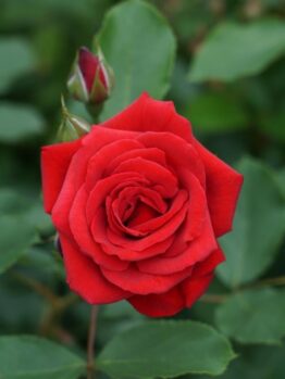 Rose 'Courage™'