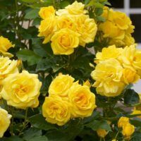 Rose 'Always an Angel™' Bush Form