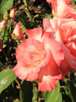 Rose 'Gemini' Bush Form