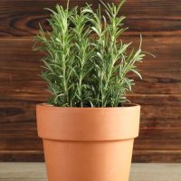 Rosmarinus 'Common Rosemary'