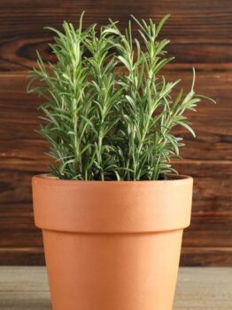 Rosmarinus 'Common Rosemary'
