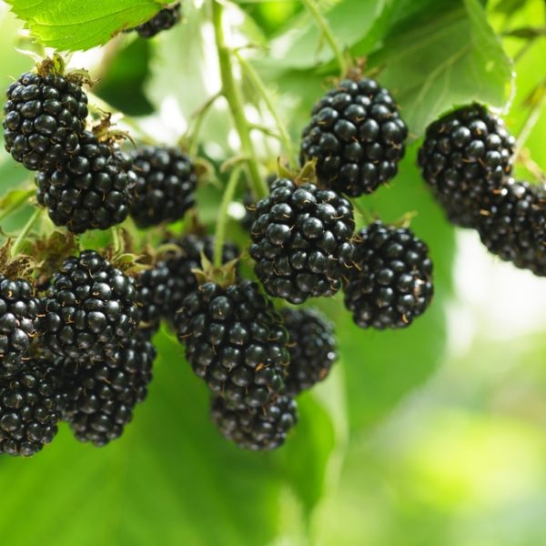Rubus 'Chester' Blackberry 2L