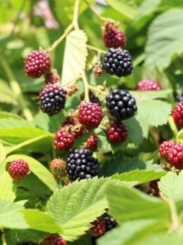 Rubus 'Thornless' Blackberry