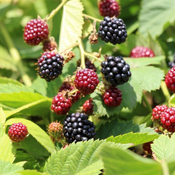 Rubus 'Thornless' Blackberry