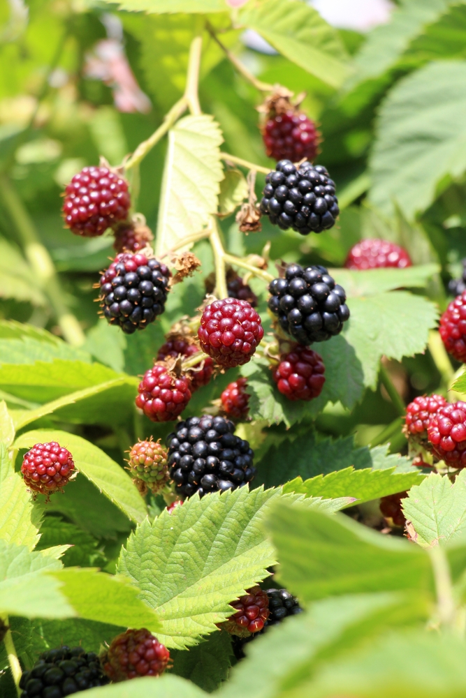 Rubus 'Thornless' Blackberry 8" Pot