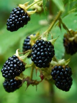 Rubus 'Blackberry' 6" Pot