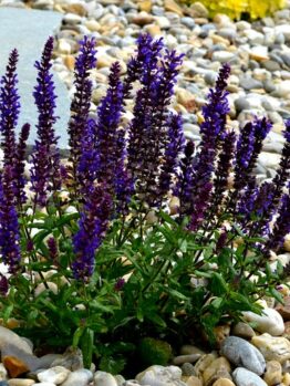 Salvia 'Evening Attire' 15cm Pot displays bright purple flower spikes above green foliage, accented by decorative pebbles in a landscaped garden.