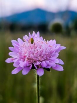Scabiosa 'Powder Puff Perfection' Pincushion 6" Pot