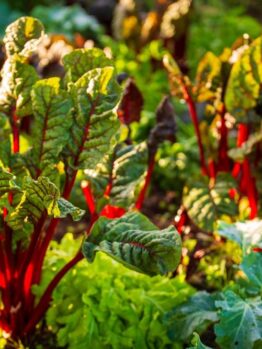 Silverbeet 'Ruby Chard' 4" Pot