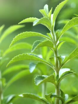 Stevia 'Sugar Herb' 6" Pot