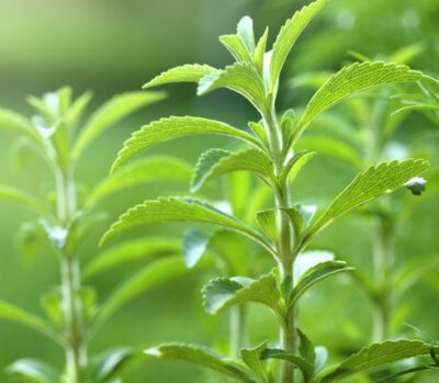 Stevia 'Sugar Herb' 4" Pot