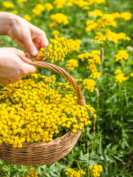 Tansy 4" Pot