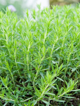 Artemisia 'French' Tarragon 4" Pot