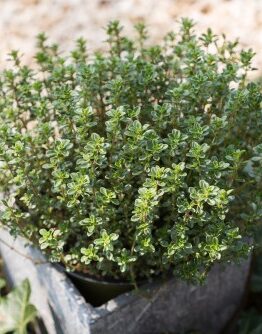 Thymus 'Lemon Thyme'