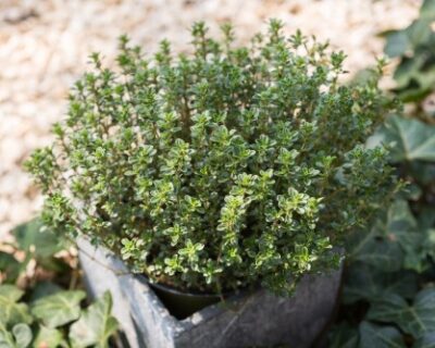 Thymus 'Lemon Thyme'