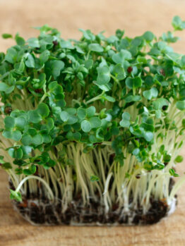 Watercress