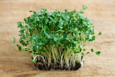Watercress