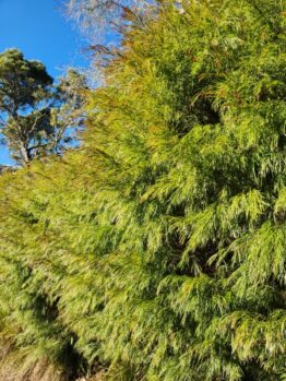 The dense green foliage of the Acacia 'Copper Tips' features needle-like leaves and copper-coloured tips, standing under a clear blue sky with a taller tree visible in the background.