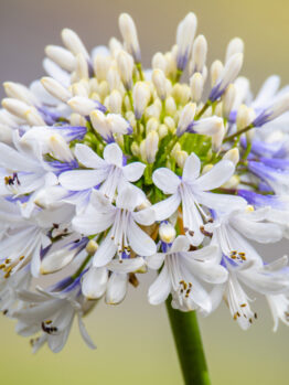 Agapanthus 'Maxsie™' 8" Pot