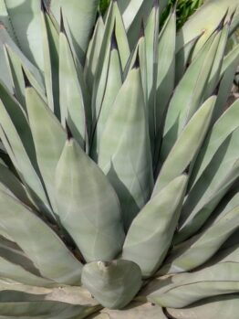 Agave 'Sharkskin' 10" Pot