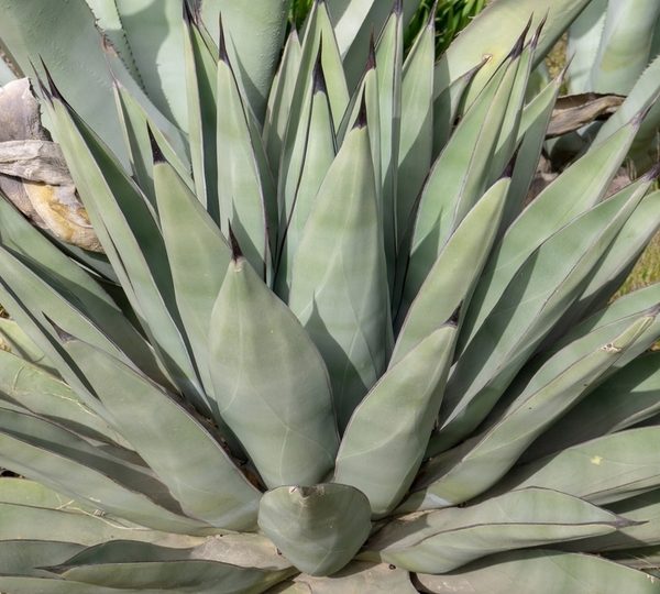 Agave 'Sharkskin' 10" Pot