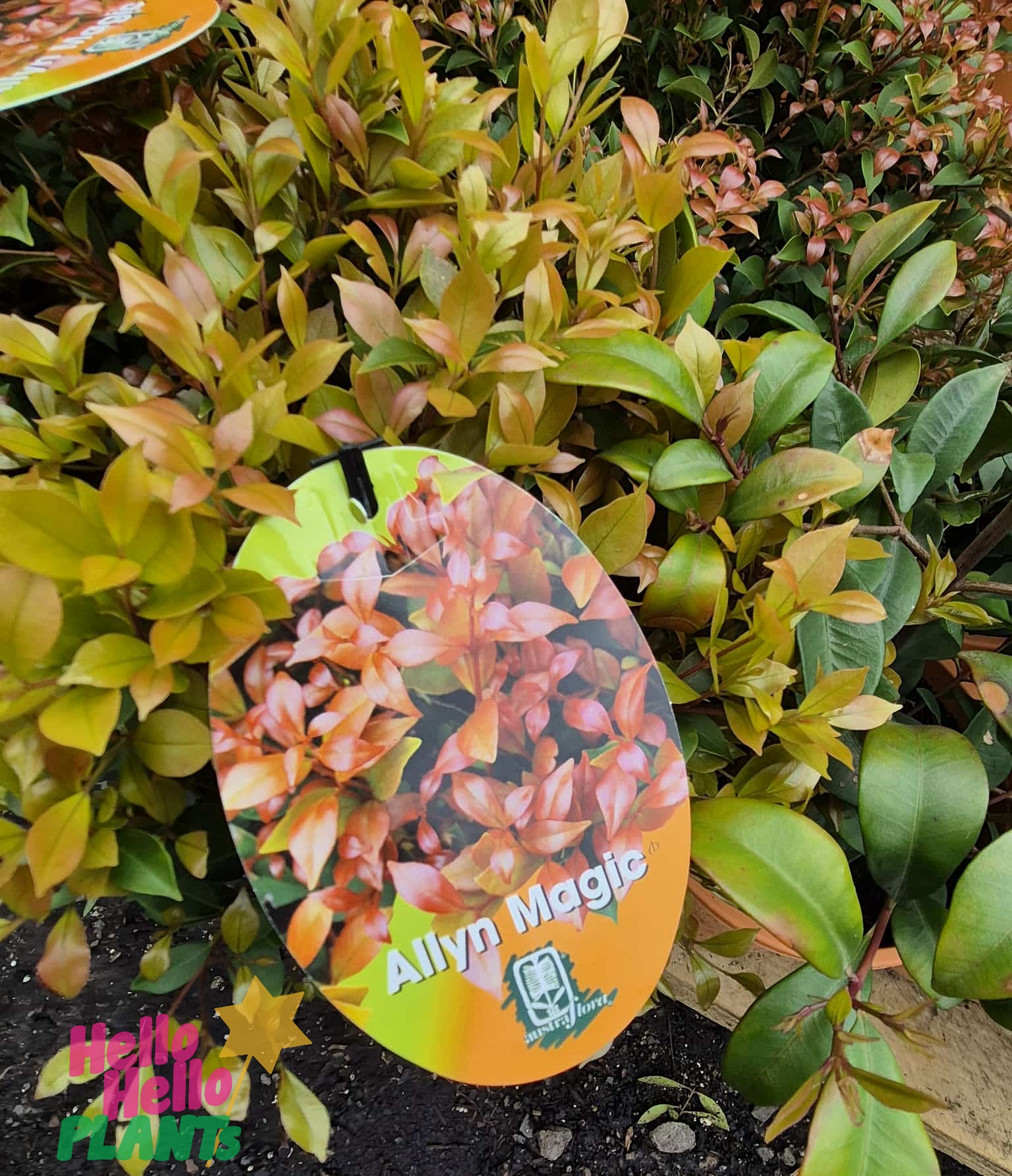 A bush with green and red leaves displays a circular plant tag labelled "Acmena 'Allyn Magic' Lilly Pilly 8" Pot Growers Flash Sale!" among the foliage, identifying it as an Acmena 'Allyn Magic' Lilly Pilly.
