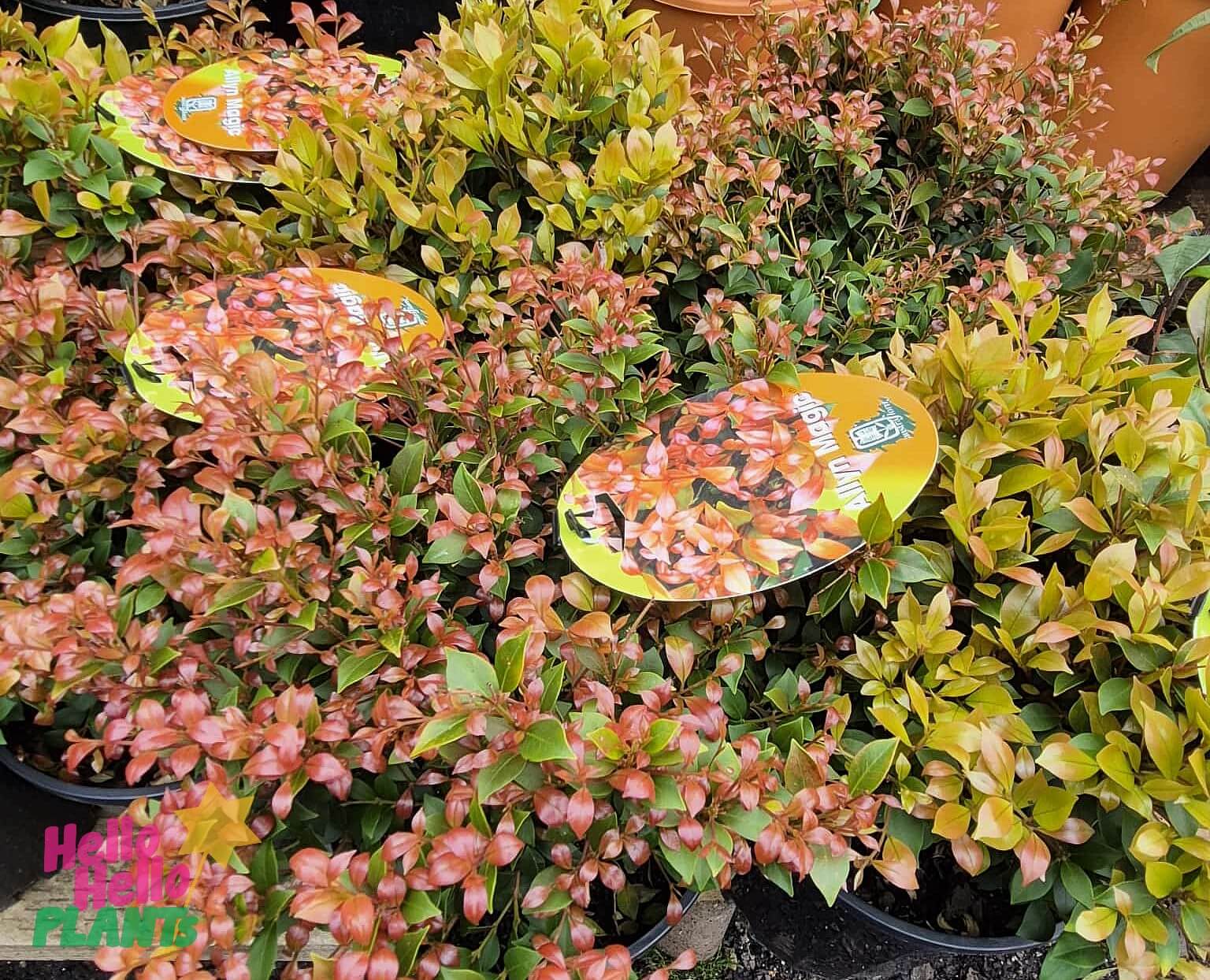 The Acmena 'Allyn Magic' Lilly Pilly 8" Pot is featured in the Growers Flash Sale, displayed with other potted shrubs that have green and reddish leaves. Yellow plant labels with text are placed on top of the plants.
