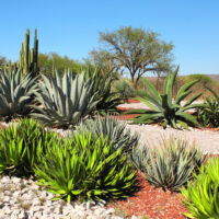 Aloe & Agave