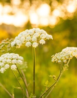 Angelica Herb 4" Pot