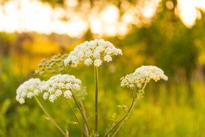 Angelica Herb 4" Pot