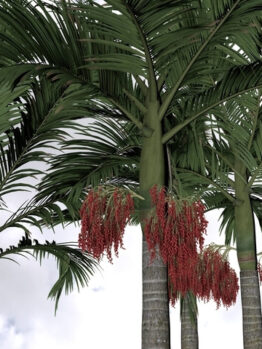 Archontophoenix 'Alexandra Palm' shown tall with clusters of red fruit beneath its fronds against a cloudy sky—bring this vibrant beauty home in the 18cm pot.