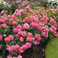 Bush Roses