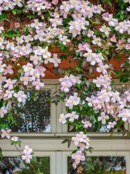 Clematis 'Marjorie' 6" Pot