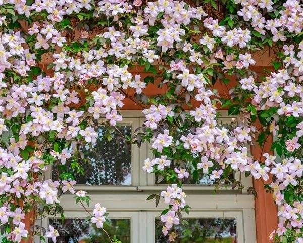 Clematis 'Marjorie' 6" Pot