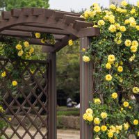Climbing Roses