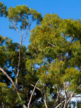 Eucalyptus Gum Tree Victoria Yarra Gum lush green leaves on australian native gum tree blue sky