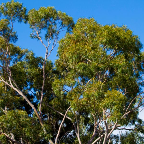 Eucalyptus Gum Tree Victoria Yarra Gum lush green leaves on australian native gum tree blue sky