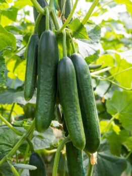Cucumber 'Lebanese' 4" Pot