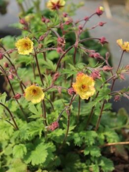 Geum JAZZY™ 'Tempo Yellow' in a 15cm pot features green, serrated leaves and several yellow flowers with red-tinted buds on thin stems, perfect for adding vibrant colour to any indoor or outdoor space.