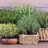 Herbs