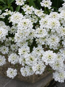 Iberis 'Elite White' 6" Pot