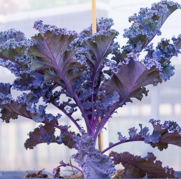 Kale 'Red' 4" Pot