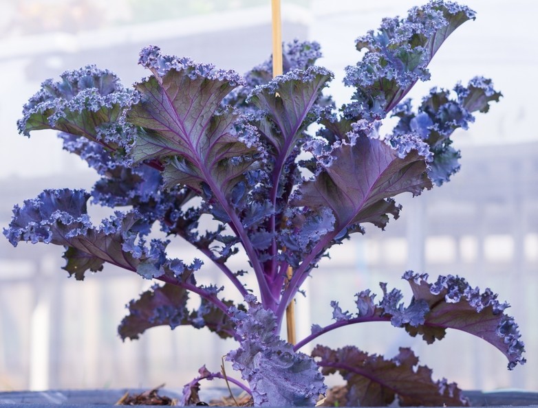 Kale 'Red' 4" Pot